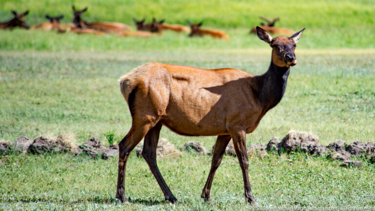 A brown deer stands broadside in meadow grass and turns its head toward the camera.