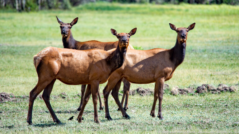 Three brown deer stand close together in a meadow, facing in slightly different directions.
