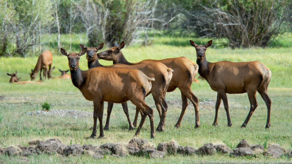 Several deer stand and graze beyond a low line of rocks in a meadow.