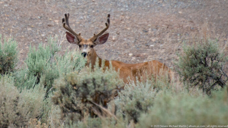 A buck with velvet-covered antlers peers through sagebrush below a rocky slope.