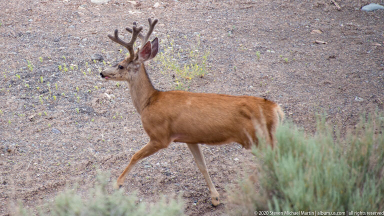 A velvet-antlered buck walks left across a rocky clearing dotted with low shrubs.