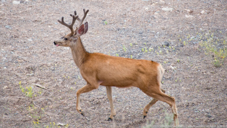 A velvet-antlered buck strides across a pale slope with sparse grass and gravel.