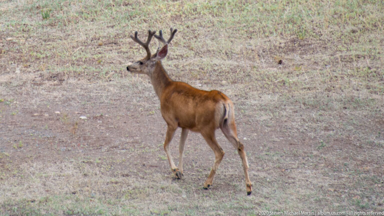 A buck with branched antlers walks uphill, showing its back and pale rump.