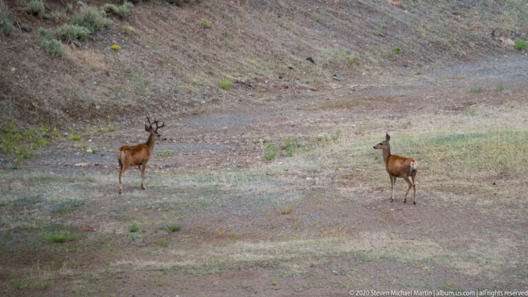 Two deer stand far apart on a grassy, rocky hillside beneath a bare slope.