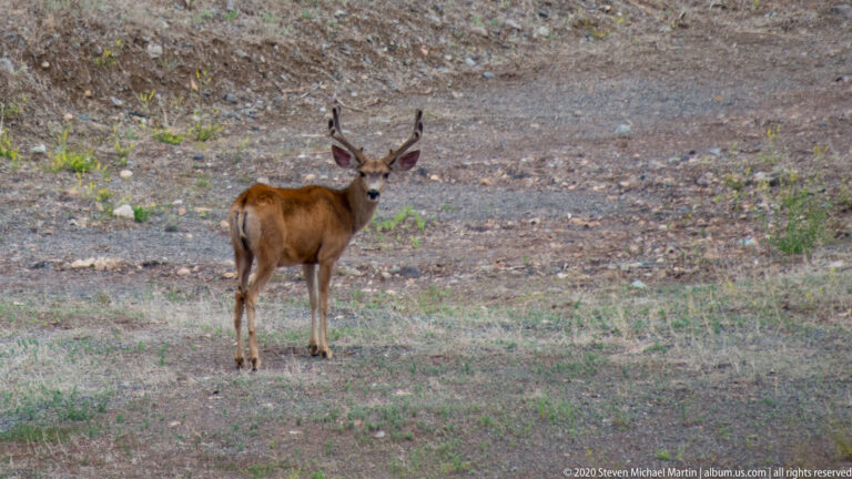 A lone buck with velvet antlers looks toward the camera from a gravelly clearing.