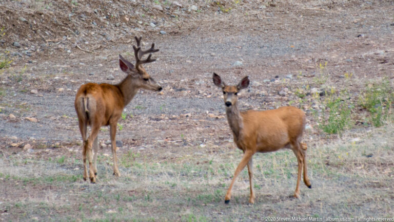 An antlered buck turns toward a smaller deer that faces the camera.