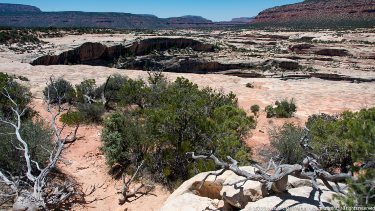 A bleached fallen tree lies on slickrock above a deep, tree-lined sandstone cleft.
