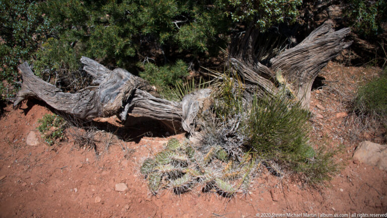A fallen pale juniper lies beside prickly pear cactus and shrubs on red sandy ground.