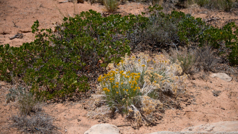 A small cluster of yellow flowers grows among gray-green leaves and sandy ground.