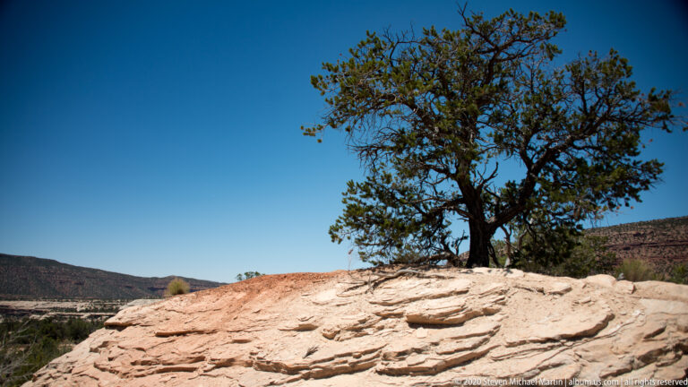 A lone juniper grows on pale slickrock above a distant canyon and low mesas.