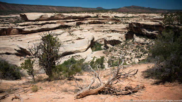 A bleached fallen tree lies among shrubs on a sandy slope above layered canyon rock.