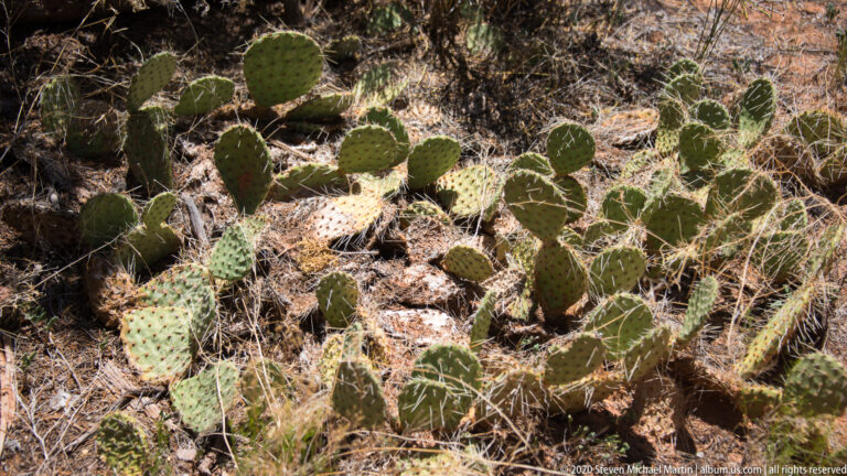 Green and pale prickly pear pads fill a sandy patch among dry grasses and shrubs.