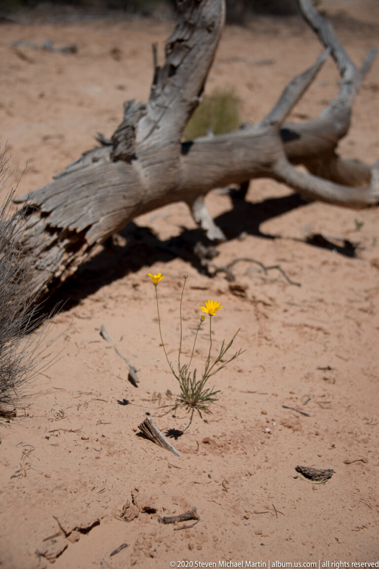 Small yellow flowers grow in sandy soil beneath a fallen branch and its shadow.