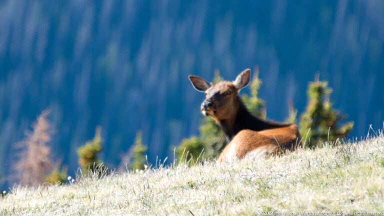 An elk rests in pale alpine grass with its head raised before a blurred forested slope.