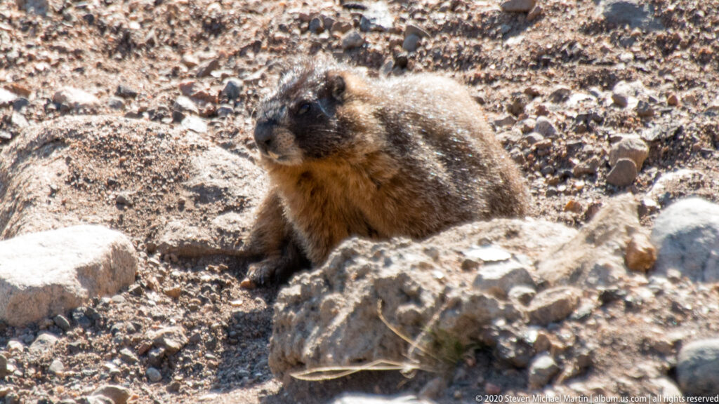 A brown marmot sits among pale rocks, facing left on a sunlit alpine slope.