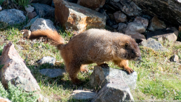 A brown marmot steps across pale boulders with grass growing between the rocks.