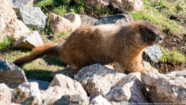 A brown marmot walks between granite stones and green alpine meadow grass.