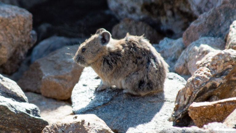 A small gray-brown pika-like mammal sits on a sunlit boulder among larger rocks.