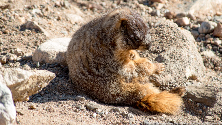 A seated brown marmot bends toward its flank on gravel beside a large pale boulder.
