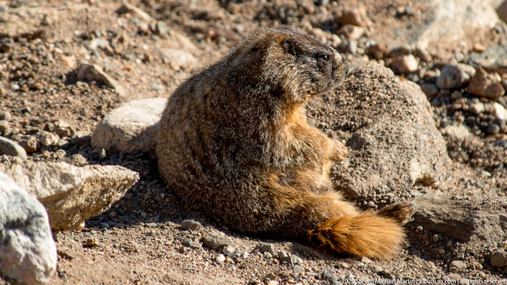 A brown marmot sits among stones with its head turned toward the camera.
