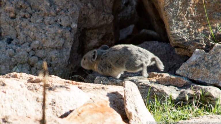 A small round-eared mammal crosses a sunlit ledge between large alpine boulders.
