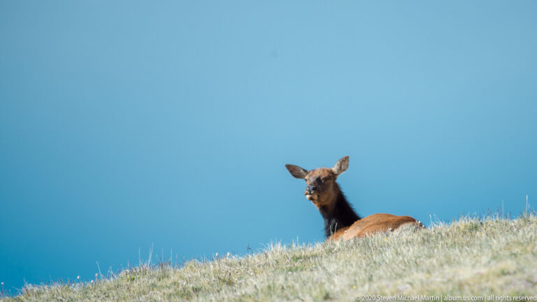 A resting elk peers over a grassy alpine slope beneath a broad blue sky.