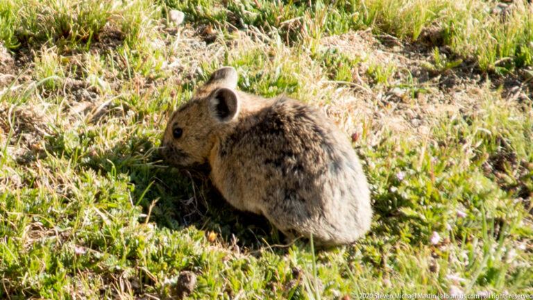 A small gray-brown pika-like animal sits in short alpine grass with ears upright.