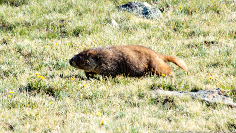 A brown marmot walks through short alpine grass dotted with small yellow flowers.