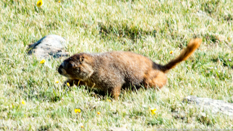 A brown marmot moves through sunlit grass with yellow flowers and a pale rock nearby.