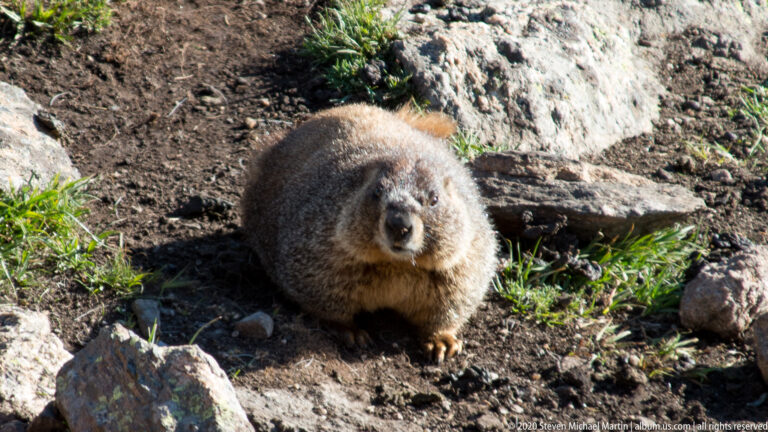 A brown marmot faces the camera from dark soil among stones and alpine plants.