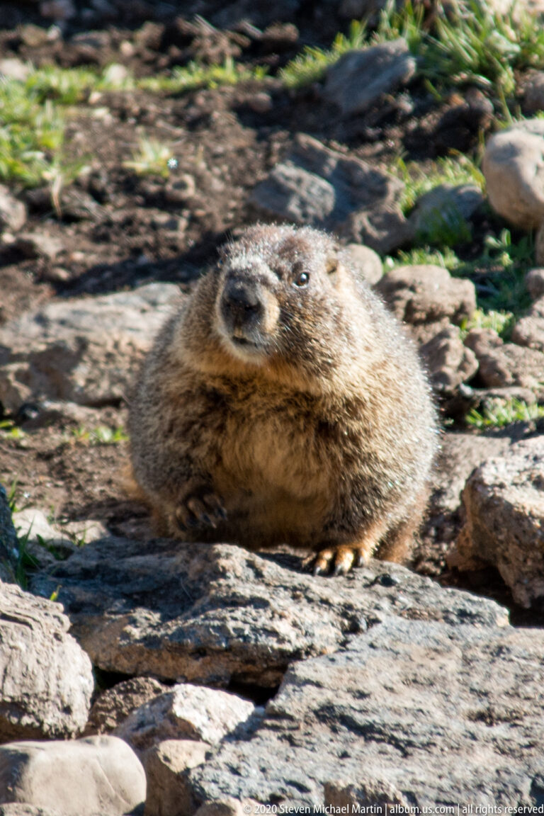A rounded brown marmot rests on a flat stone amid shaded alpine rocks.