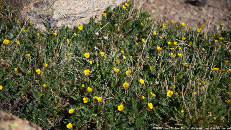 Small yellow flowers dot low alpine plants and rocky soil across a meadow patch.
