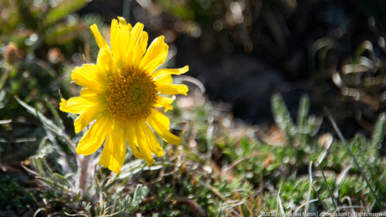 A yellow daisy-like flower with a brown center rises above narrow alpine leaves.