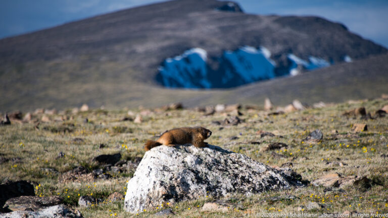 A brown marmot stands on a boulder before a blurred alpine slope with snow patches.