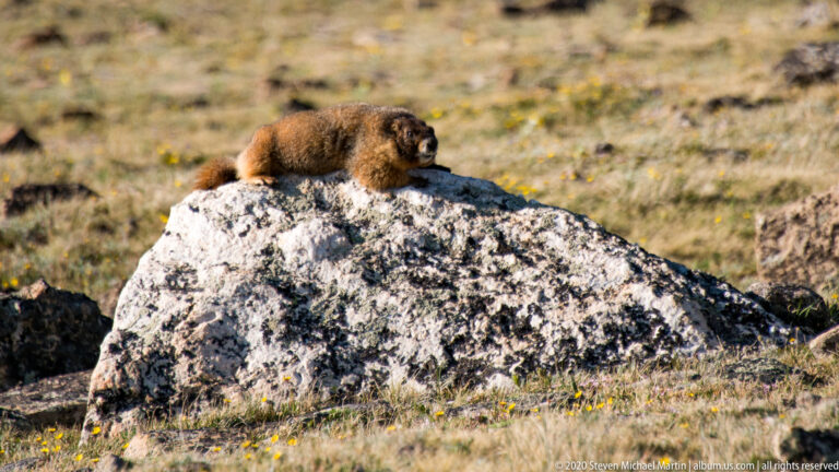 A brown marmot rests on a pale granite boulder above a flower-speckled alpine meadow.