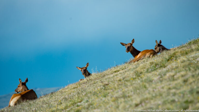 Four elk rest at different heights on a steep grassy hillside beneath blue sky.