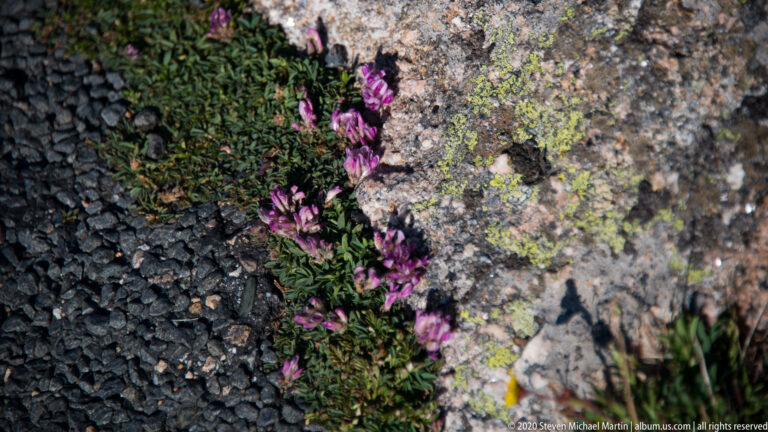 Magenta flowers and small leaves emerge from a crevice between dark alpine rocks.