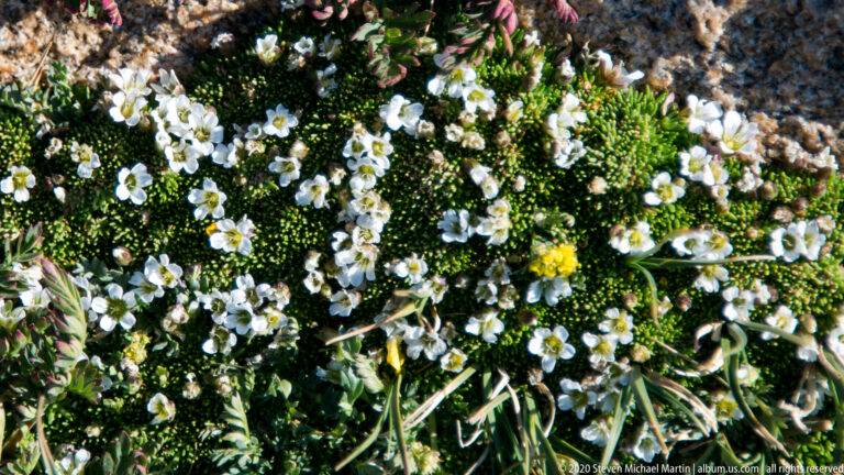 Tiny white alpine flowers and pink buds rise from dense green cushion plants beside a rock.