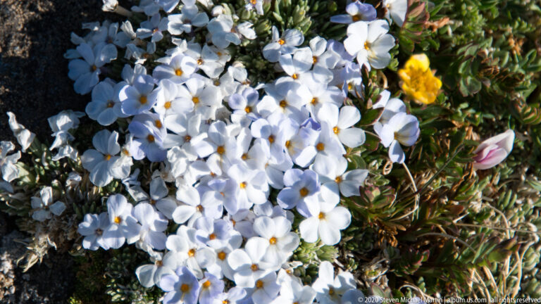 White five-petaled flowers with yellow centers cluster above green leaves beside a pink bud.