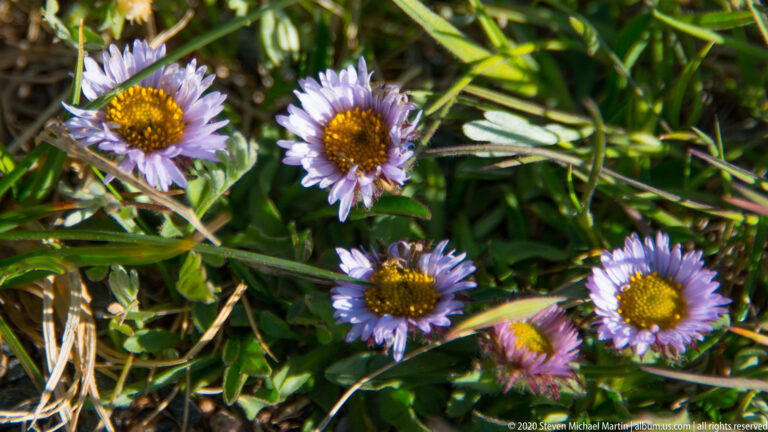 Lavender daisy-like flowers with yellow centers rise among narrow green leaves on an alpine slope.