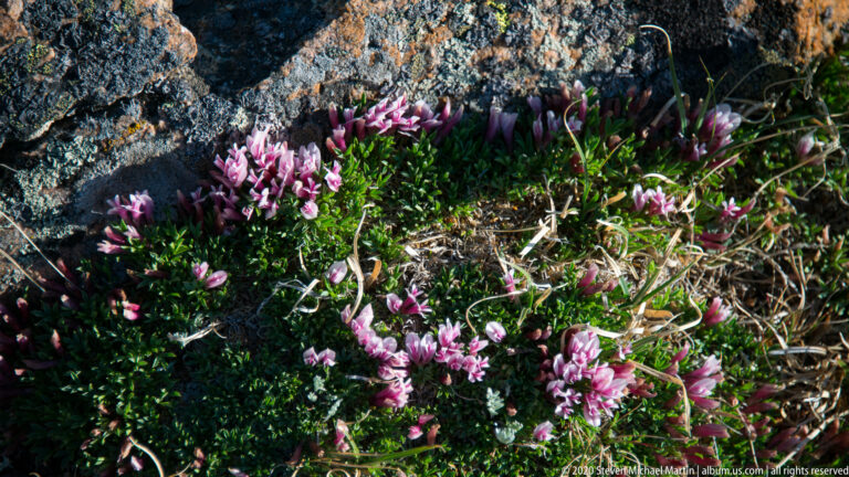 Pink alpine blossoms form a low patch among gravel and rough stones.