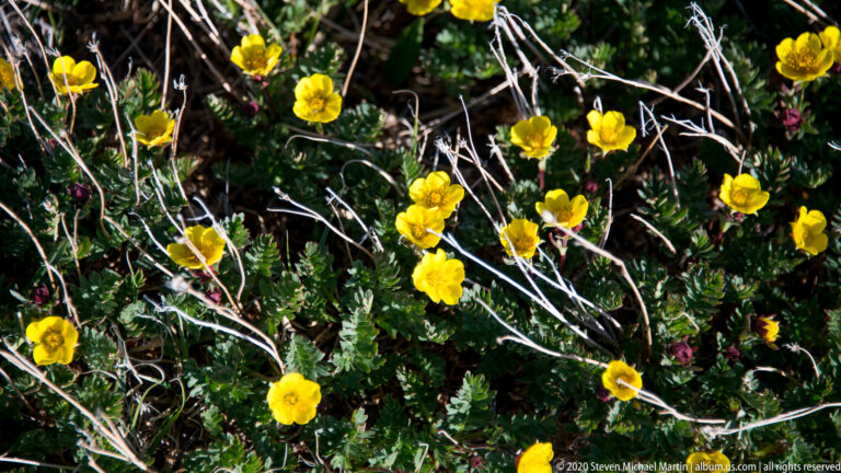 Bright yellow blossoms with open faces rise above low green alpine leaves.