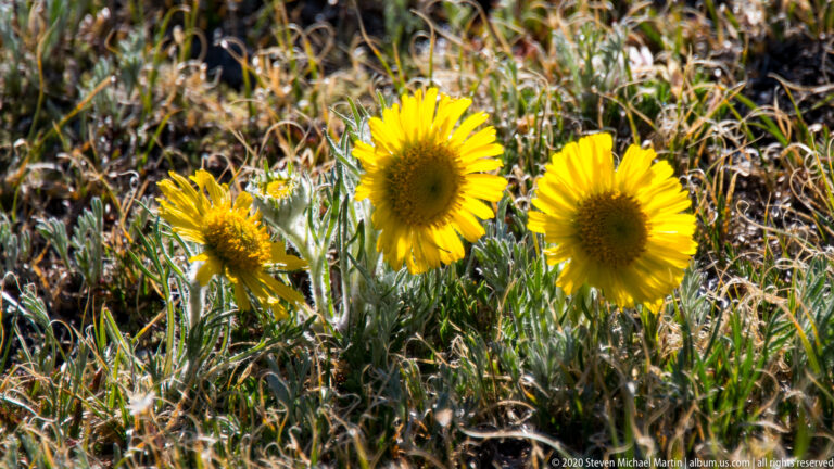 Yellow daisy-like blooms with dark centers grow among green meadow grasses on an alpine slope.