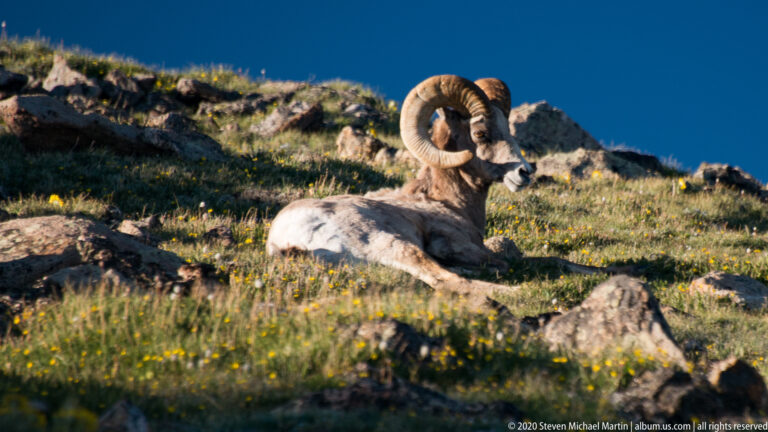 Bighorn ram with curled horns reclines among rocks and yellow alpine flowers.