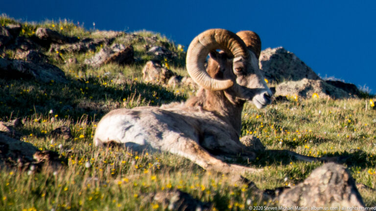 Bighorn ram rests in three-quarter view among grasses, rocks, and yellow flowers.