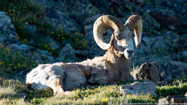 Resting bighorn ram looks nearly toward the camera against a shaded meadow.