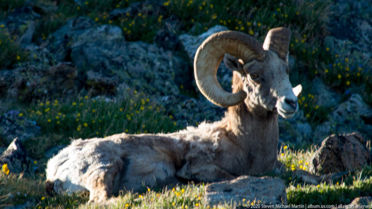 Closer three-quarter portrait of a resting ram framed by grass and small yellow flowers.