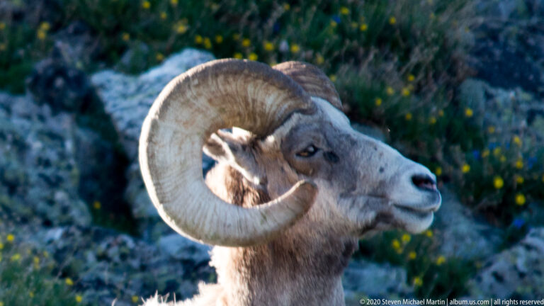 Right-facing bighorn ram rests in sunlight among grass, yellow flowers, and rocks.