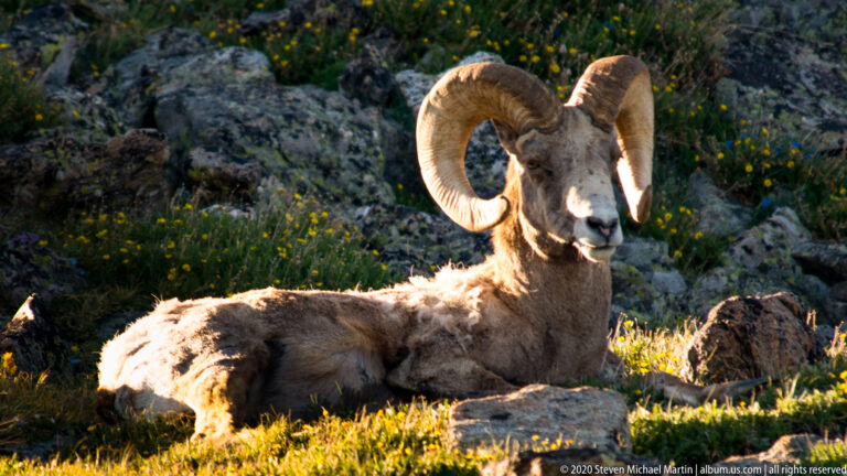 Right-facing bighorn head in close profile, with eye and spiraling ridged horn prominent.