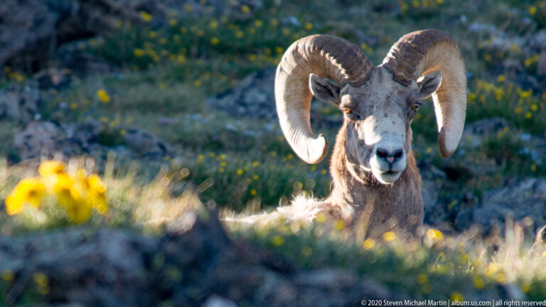 Frontal bighorn ram with paired curled horns and flowers along the left edge.